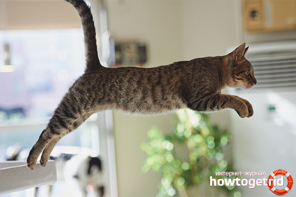 9 котки живеят