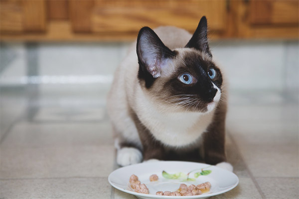 Как да храним тайландска котка