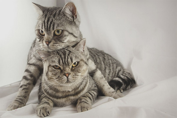 Как да донесе котка с котка за първи път