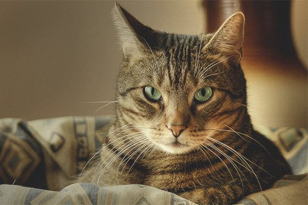 Защо казват, че котките имат 9 живота