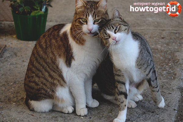 Процесът на чифтосване на котки и котки