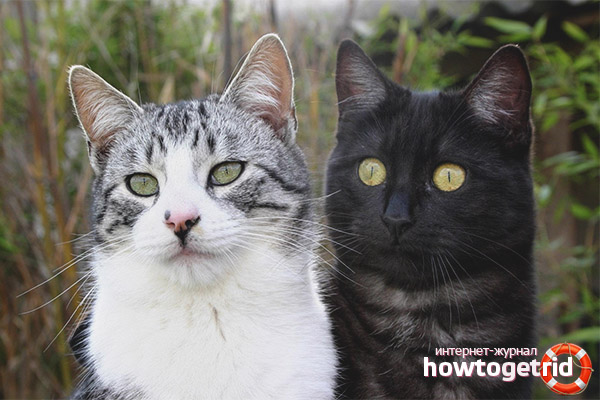 Плетива котки и котки